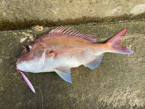 タイの釣果