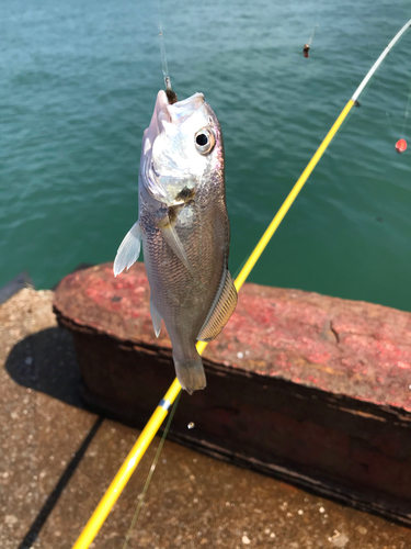 シログチの釣果