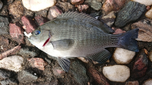 メジナの釣果