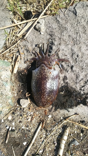 コウイカの釣果