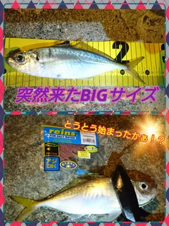 アジの釣果