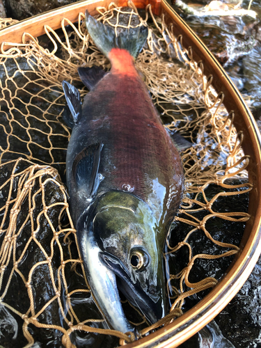 ヒメマスの釣果