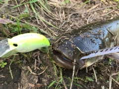 ナマズの釣果