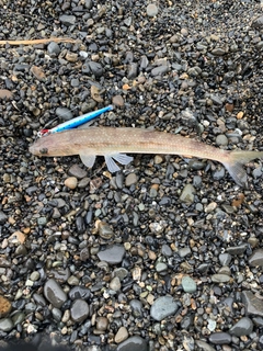 エソの釣果
