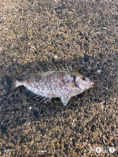 アイゴの釣果