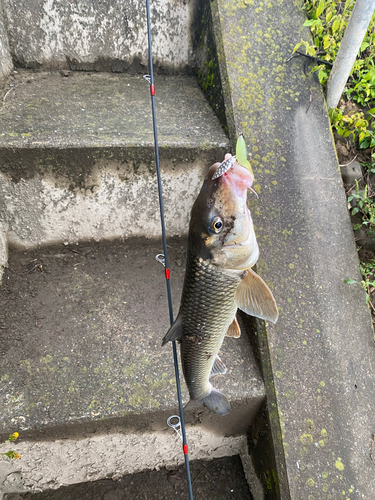 ニゴイの釣果