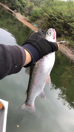 ニジマスの釣果