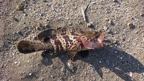 チャイロマルハタの釣果