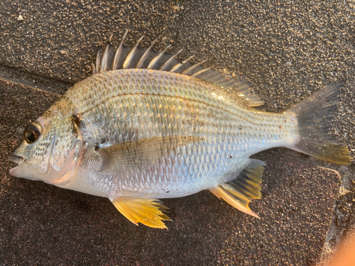 キビレの釣果