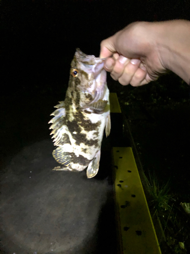 タケノコメバルの釣果