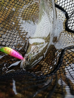 ニジマスの釣果