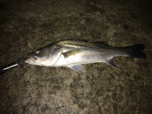 フッコ（マルスズキ）の釣果