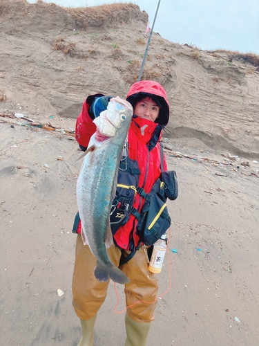 スズキの釣果