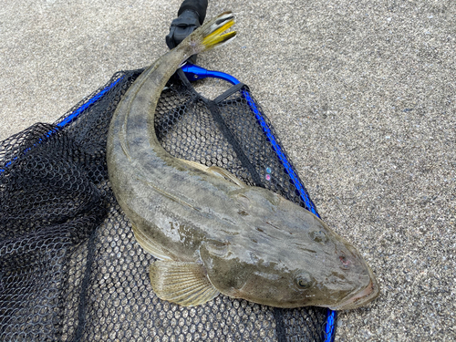 コチの釣果