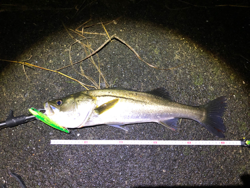 シーバスの釣果