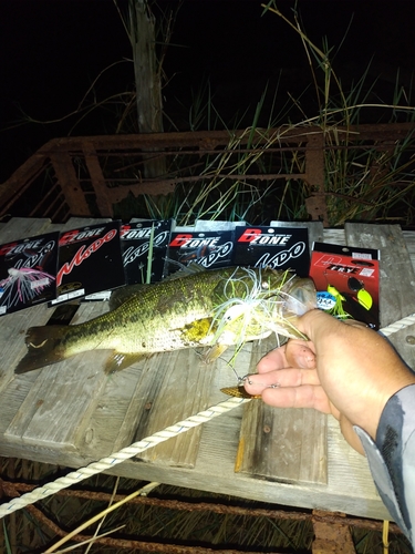 ブラックバスの釣果