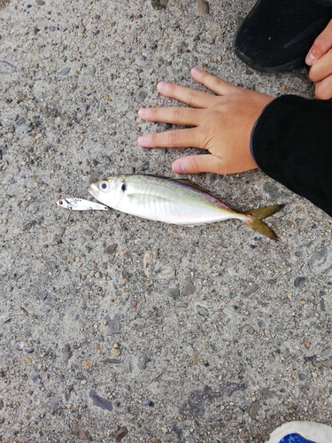 オニアジの釣果