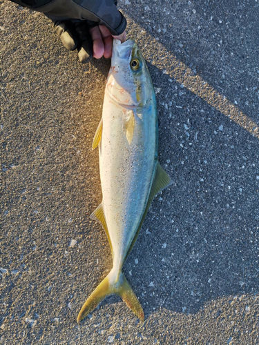 イナダの釣果