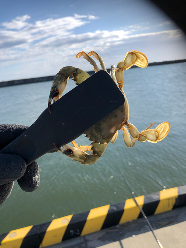 カニの釣果