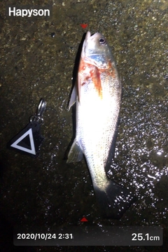 イシモチの釣果