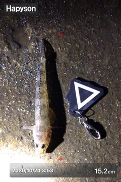 ハゼの釣果