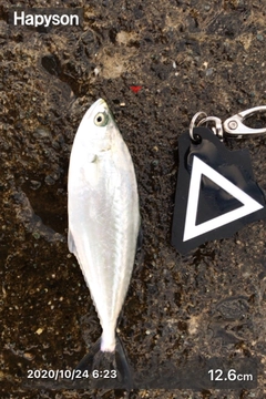 シマアジの釣果