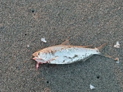 コノシロの釣果