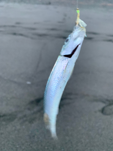 イワシの釣果