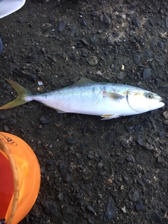 ワカナゴの釣果