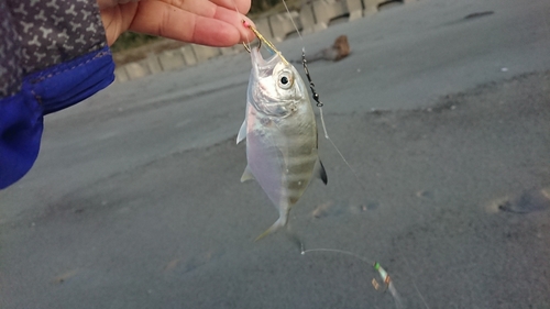 シマアジの釣果