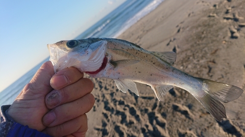 セイゴ（マルスズキ）の釣果