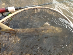 アメマスの釣果