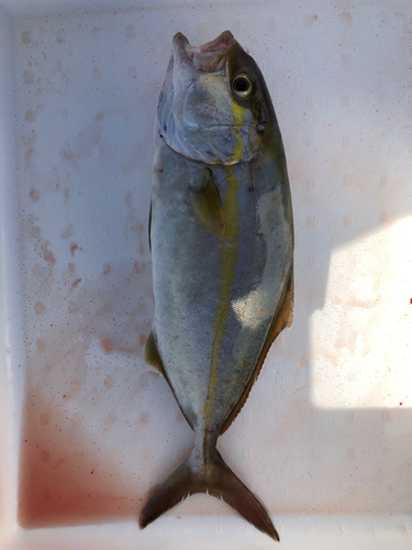 ツバスの釣果