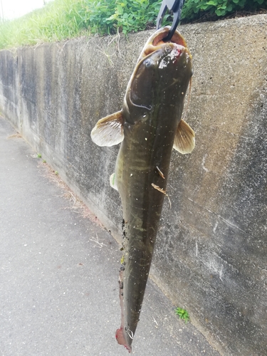 マナマズの釣果