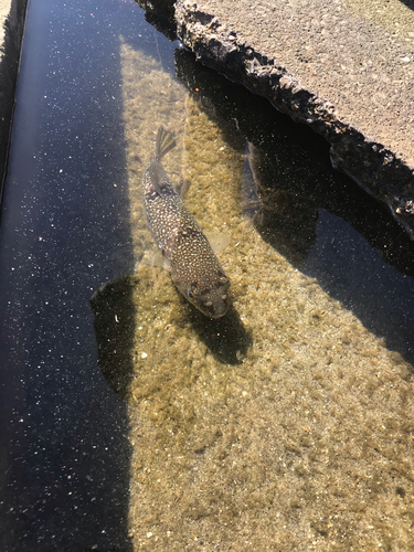 クサフグの釣果