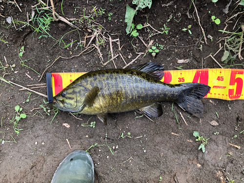 スモールマウスバスの釣果