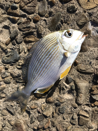 ヘダイの釣果