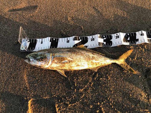 イナダの釣果