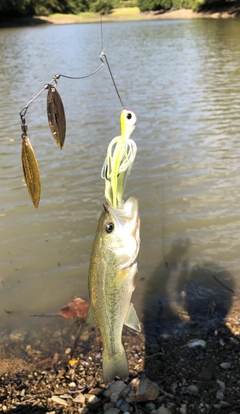 ラージマウスバスの釣果