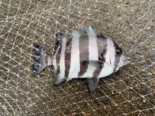 イシダイの釣果