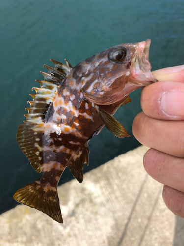 キジハタの釣果