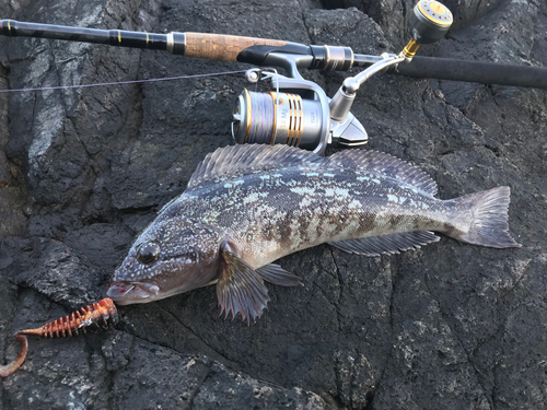 アイナメの釣果