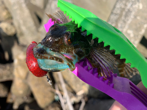 アナハゼの釣果