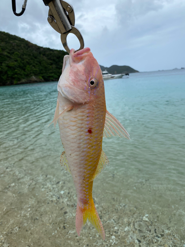 ヒメジの釣果