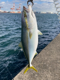 イナダの釣果