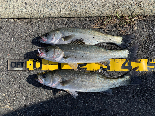 シーバスの釣果