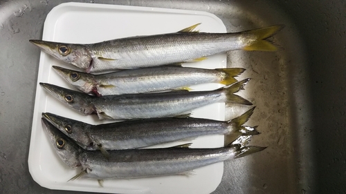 カマスの釣果