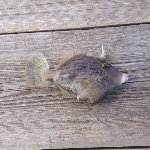 カワハギの釣果