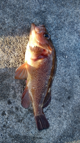 エゾメバルの釣果