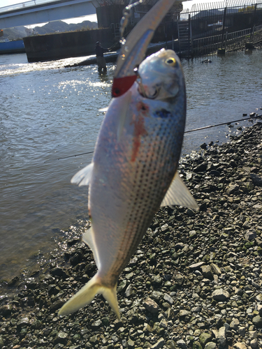 コノシロの釣果